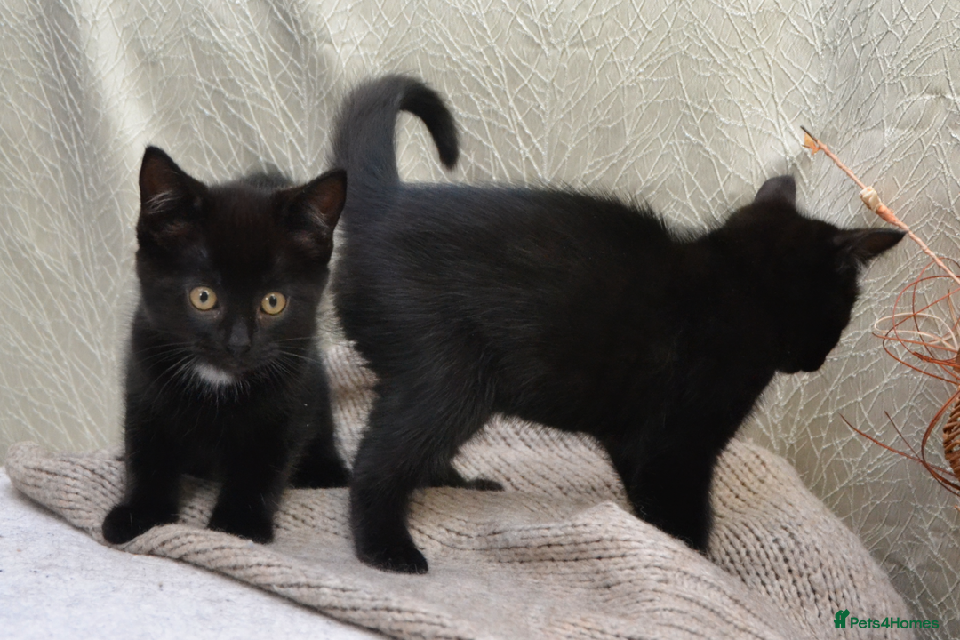 Mixed Breed cats for sale: Beatiful Maine-Coone/Bombay Kittens - Image 9