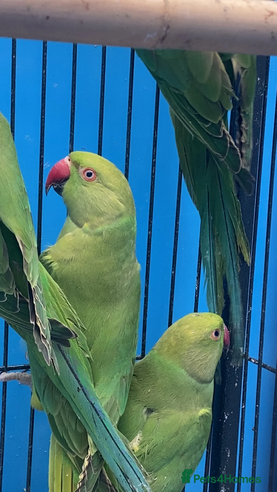 Ringnecks birds for sale: Indian Ringnecks  - Advert 1