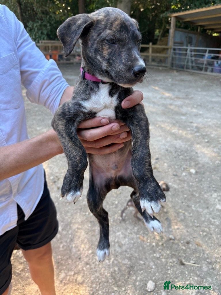 Lurcher dogs Lurcher Puppies  - Advert 2