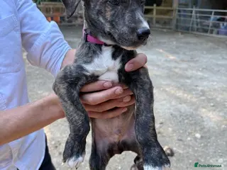 Lurcher dogs Lurcher Puppies - Advert 2