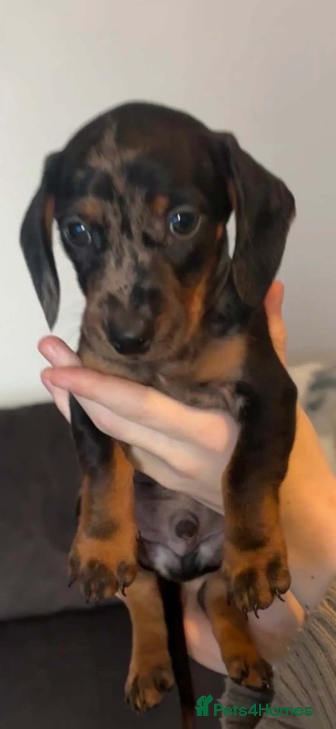 Miniature Dachshund dogs for sale: 3 stunning miniature dachshunds  - Advert 2
