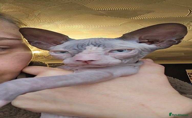 Sphynx cats - Advert 10