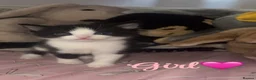 Mixed Breed cats for sale: 4 mixed bread kittens  in Sheerness - Advert 5