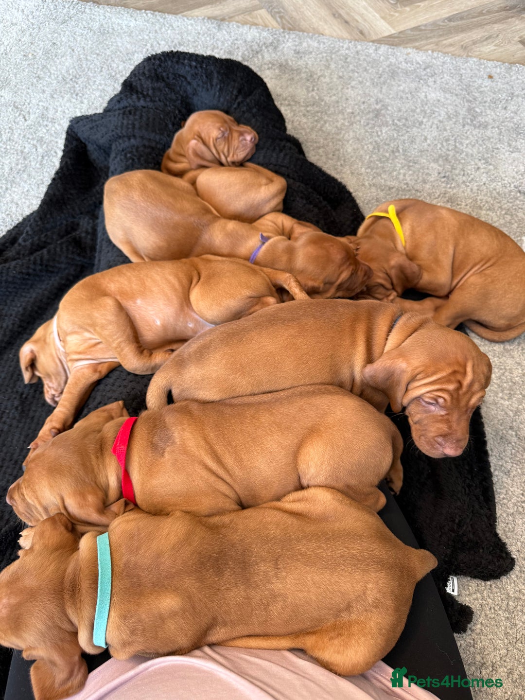 Hungarian Vizsla dogs for sale: KC regarding Hungarian Vizsla puppies - Image 27