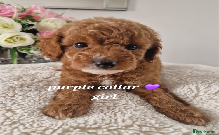 Cockapoo dogs - Advert 10