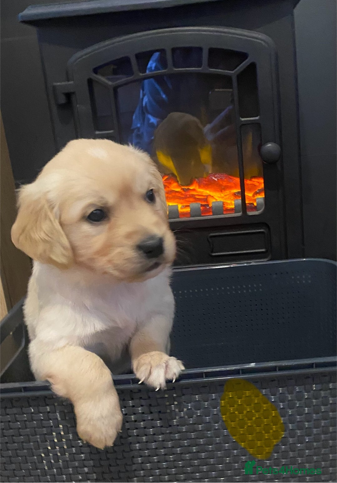 Golden Retriever dogs for sale: Beautiful KC reg Fluffy Golden Retriever Puppies - Image 10
