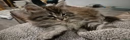 Maine Coon cats for sale: Beautiful big boy available  - Advert 1