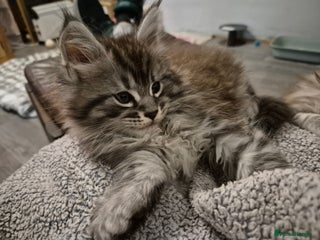Maine Coon cats Beautiful big boy available - Advert 1
