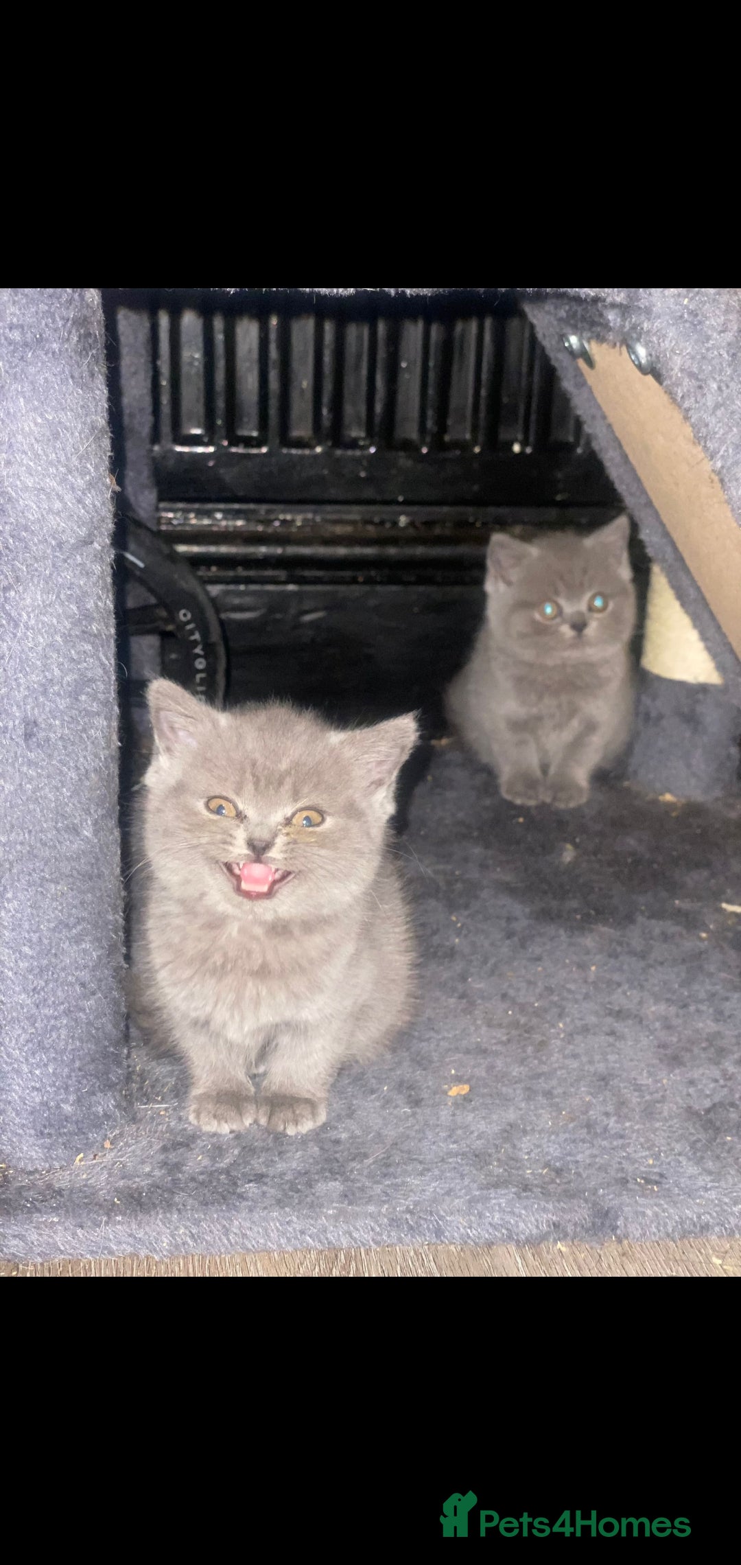 British Shorthair cats for sale: Beautiful Blue British Shorthair Kittens - Image 14