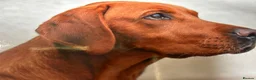 Labrador Retriever dogs for sale: KC REG FOX RED LABRADOR PUPPIES - Advert 7