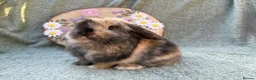 Mini Lop rabbits for sale: 2 mini lop bucks - Advert 10