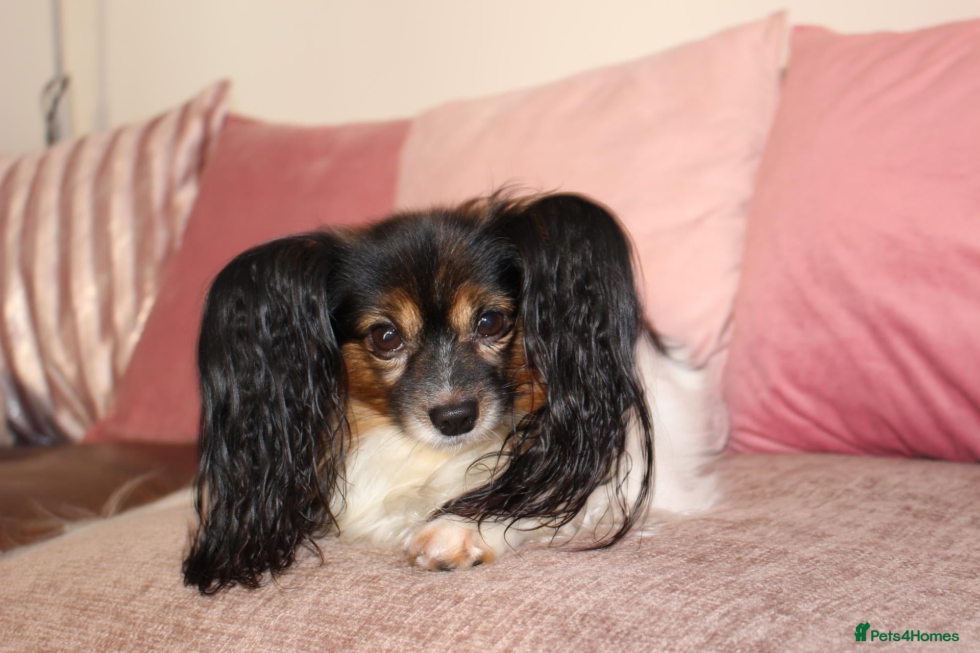 Papillon dogs Loving friendly boy. 5 years old - Advert 1