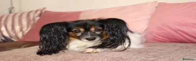 Papillon 1