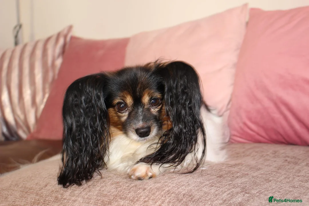Papillon dogs for sale: Loving friendly boy. 5 years old - Advert 1