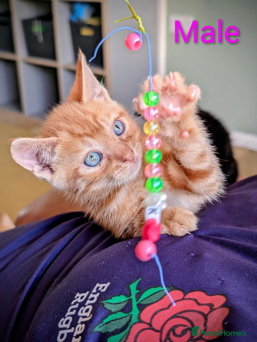 Mixed Breed cats for sale: Female and Male Ginger Kittens  - Image 17