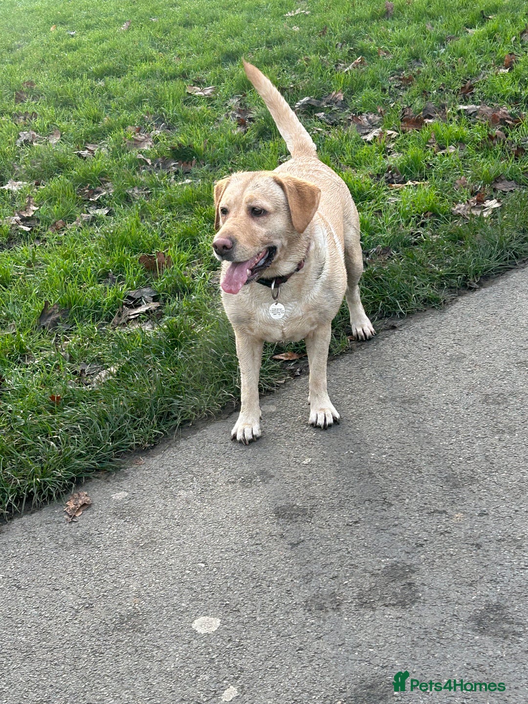 Labrador Retriever dogs for sale: Labrador bitch  - Image 6