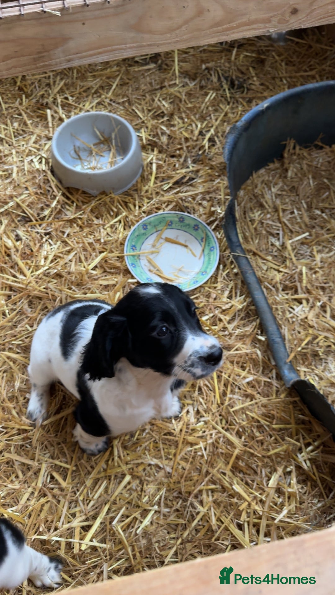 Sprocker dogs for sale: 2 sprockers available  - Advert 14