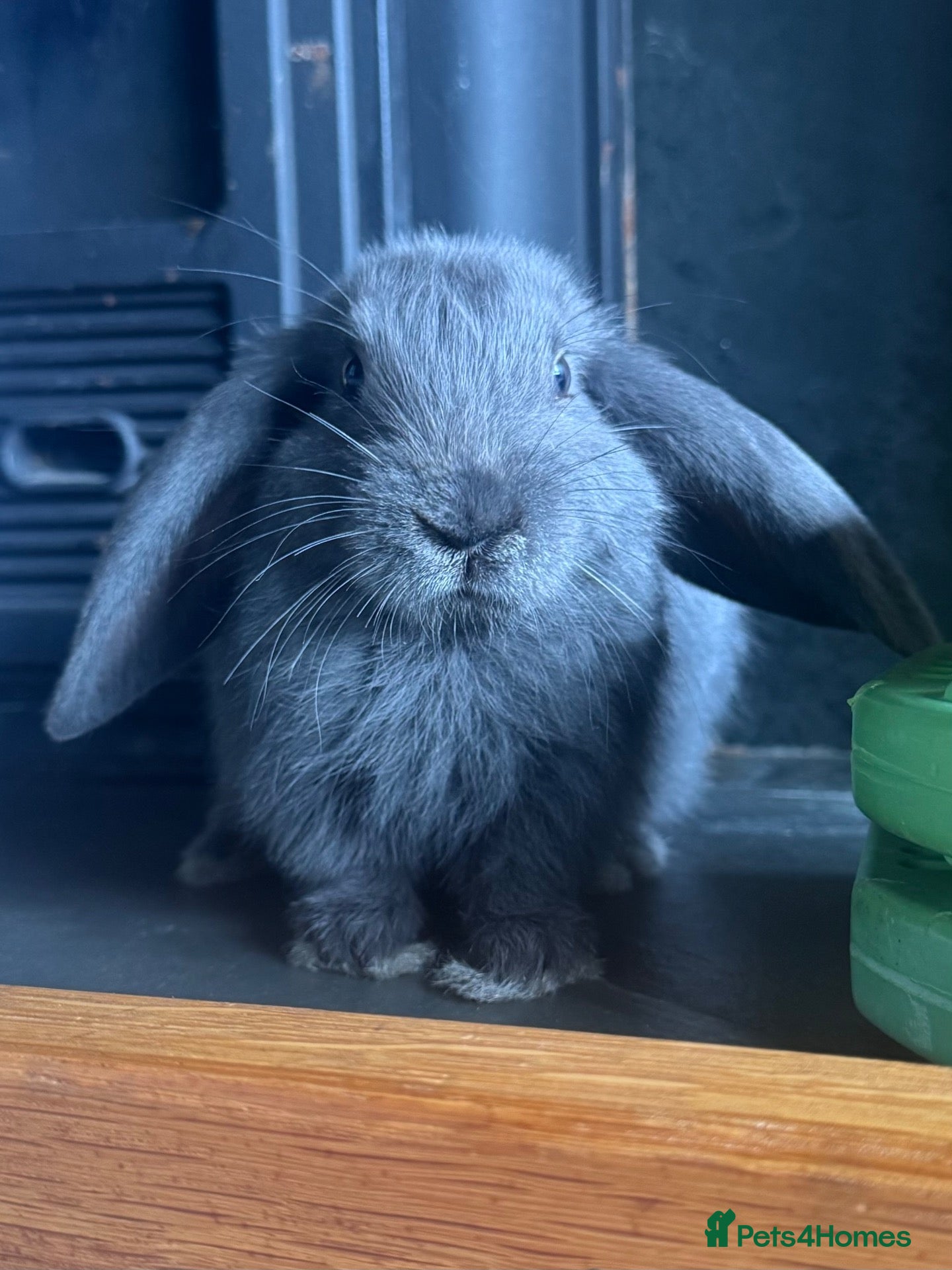 Mixed Breed rabbits beautiful bunnies looking for loving homes  - Advert 5