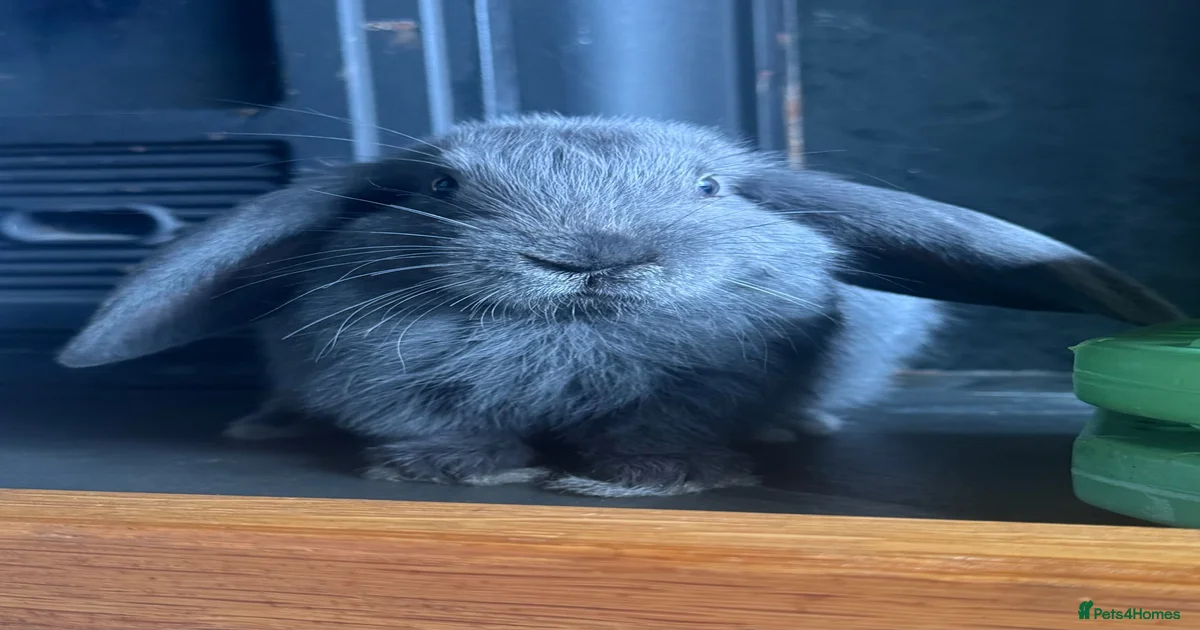 Rabbits for Sale for sale in Cornwall | Pets4Homes