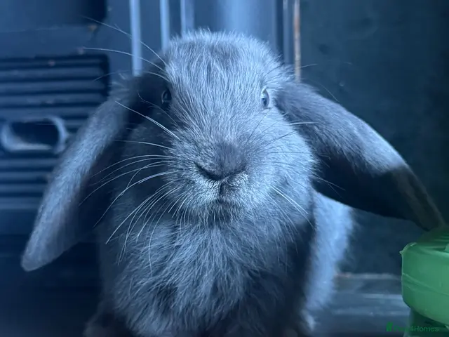 Mixed Breed rabbits beautiful bunnies looking for loving homes - Advert 6