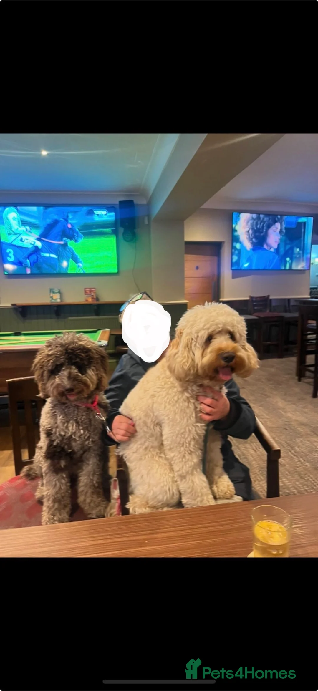 Cockapoo dogs for sale: Cockapoo puppies  - Advert 5