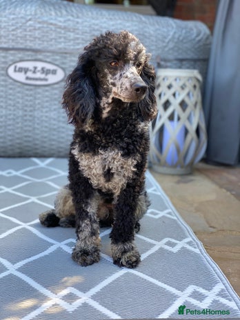 Miniature Poodle dogs for stud in Chippenham - Advert 3