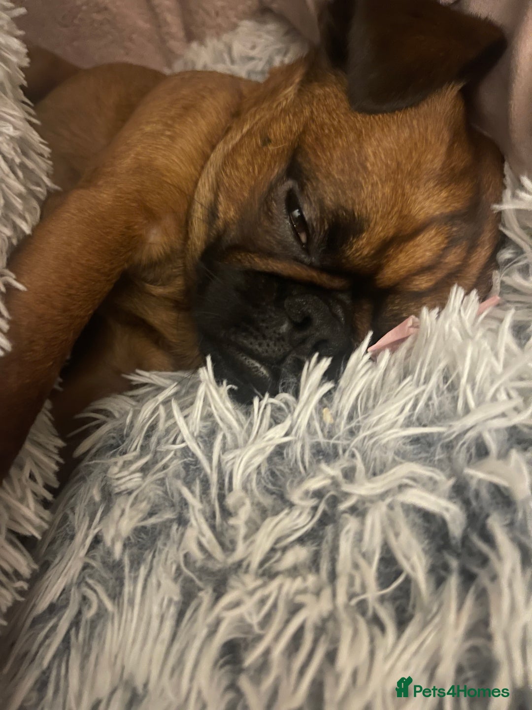 Mixed Breed dogs for sale: Puffin Puppies - Advert 10