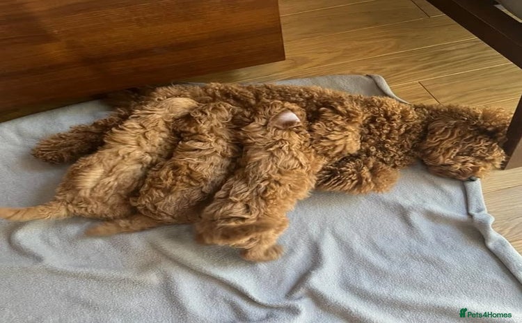 Toy Poodle dogs - Advert 7