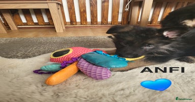 German Shepherd dogs German shepard puppies for sale - Advert 14