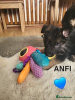 German Shepherd dogs German shepard puppies for sale - Advert 14