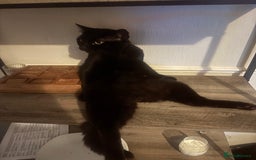Bombay cats for sale: Bombay Cat  - Image 4