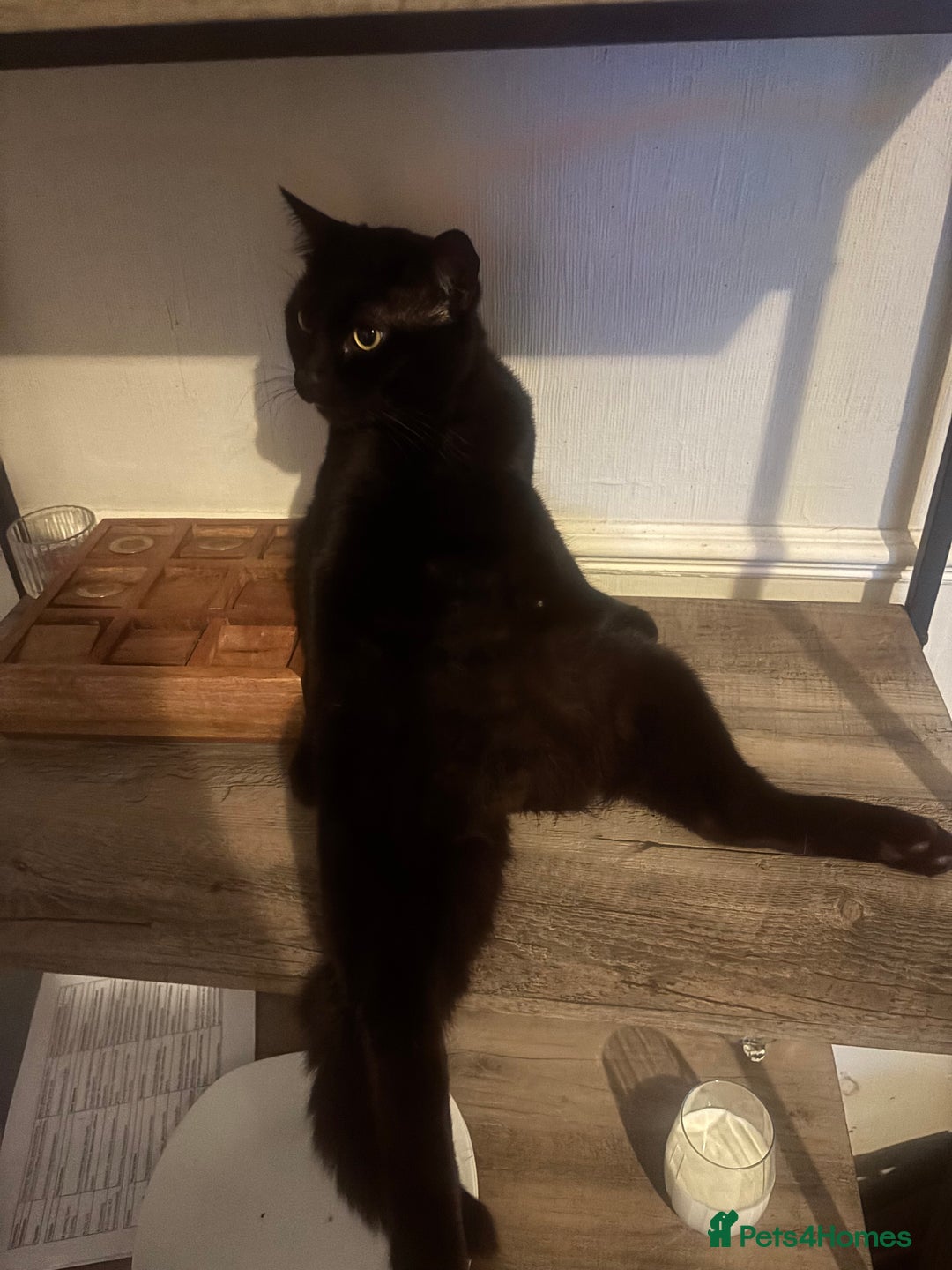 Bombay cats for sale: Bombay Cat  - Image 4