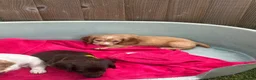Sprocker dogs for sale: working sprocker spaniel puppies 2 left  - Advert 6