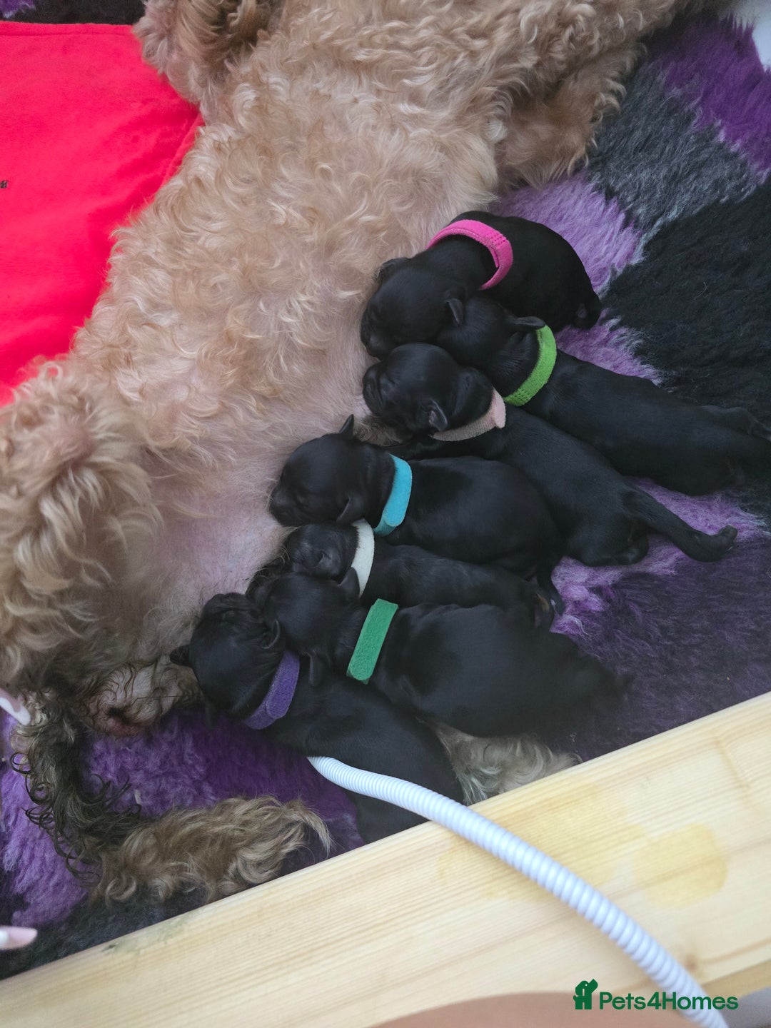 Cockapoo dogs for sale: American Cockapoo Puppies - Image 2