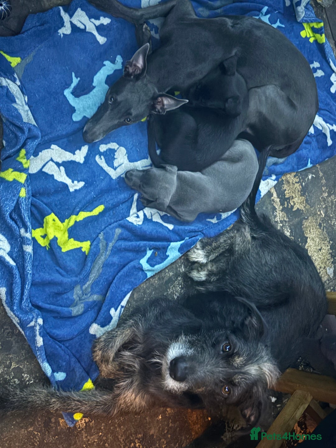 Mixed Breed dogs for sale: 6 whippet x lurcher - Advert 11