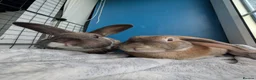 Mixed Breed rabbits for sale: Bonded pair  in Irvine - Advert 1