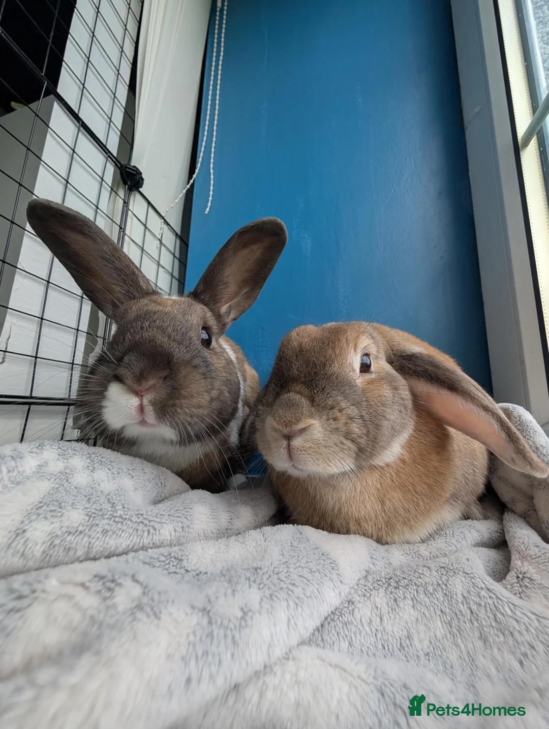Mixed Breed rabbits for sale: Bonded pair  in Irvine - Advert 1