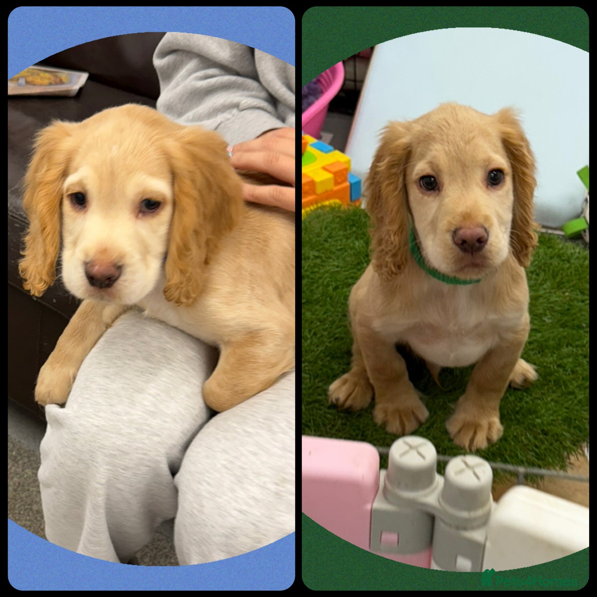 Cocker Spaniel dogs KC Registered Cocker Spaniel Puppies - Advert 1