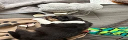 Australian Shepherd dogs for sale: Mrs Scanlan - Advert 4