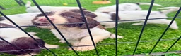 English Springer Spaniel dogs for sale: Pedigree springer spaniel Puppies - Advert 13
