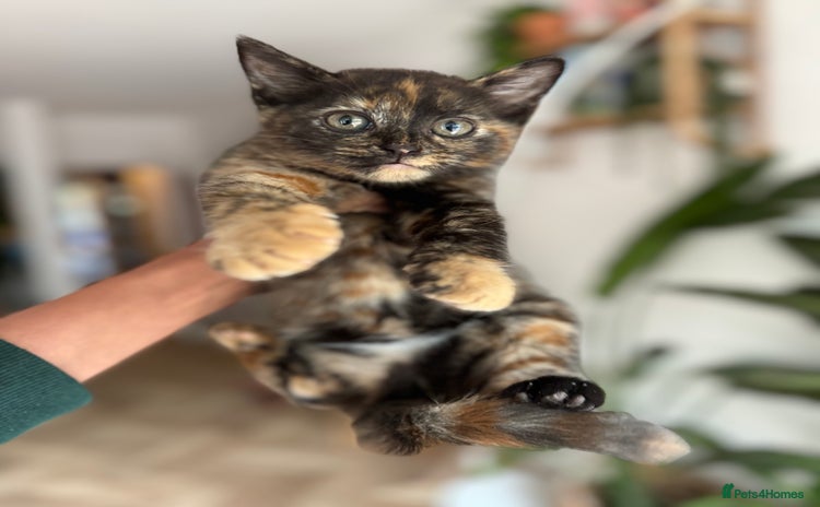 British Shorthair cats - Advert 1