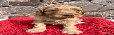 Cockapoo 2