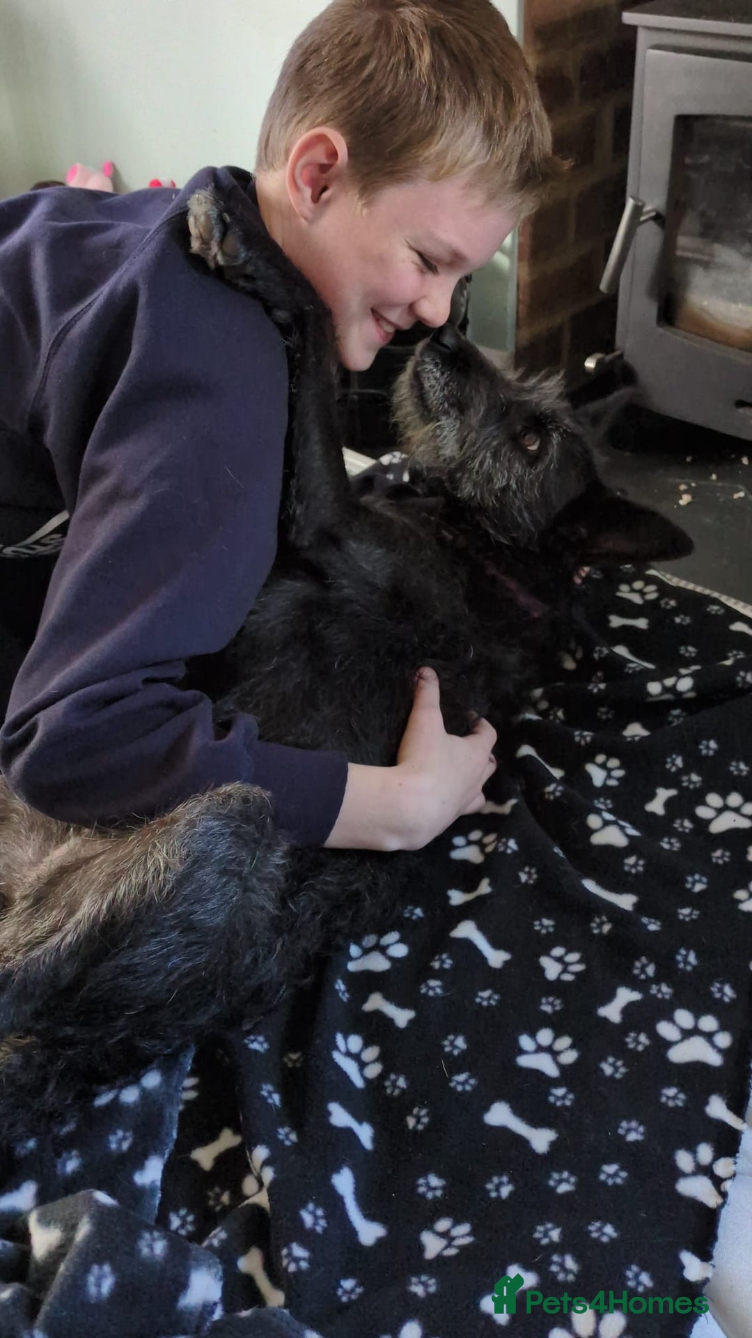 Mixed Breed dogs for adoption: Sweet Gabby looking for LOVe - Image 3