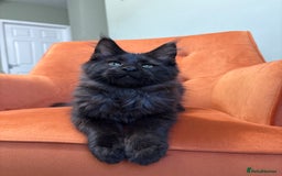 Maine Coon cats for sale: ✨Maine Coon Kittens Available - Champion Pedigree✨ - Image 7