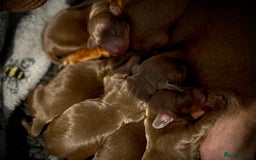 Miniature Dachshund dogs for sale:  Exquisite Miniature Dachshund Puppies  - Image 4
