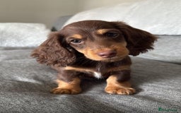 Miniature Dachshund dogs for sale: Miniature Long Haired Dachshund **Last Boy** in Saint Helens - Image 1