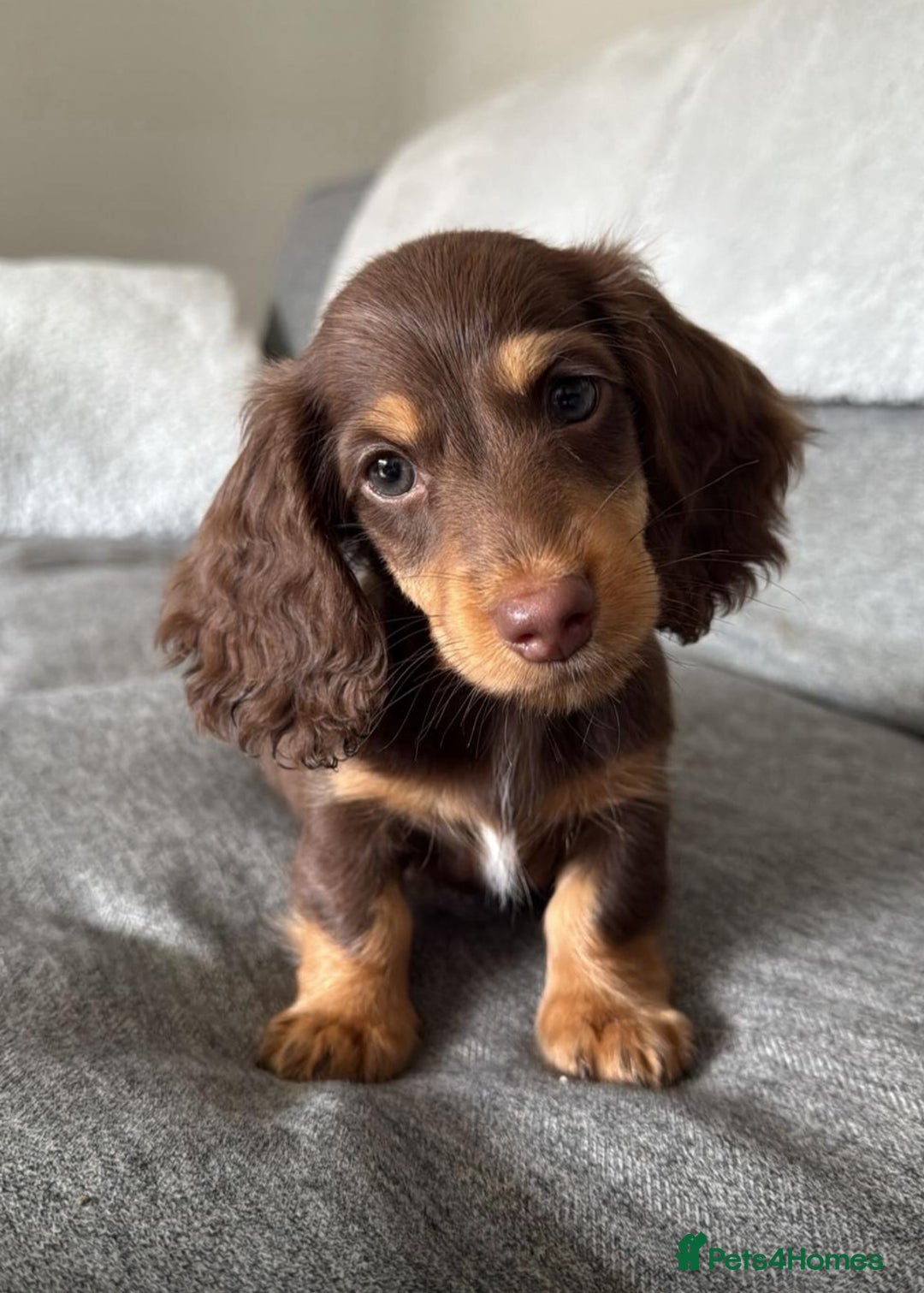 Miniature Dachshund dogs for sale: Miniature Long Haired Dachshund **Last Boy** in Saint Helens - Image 1