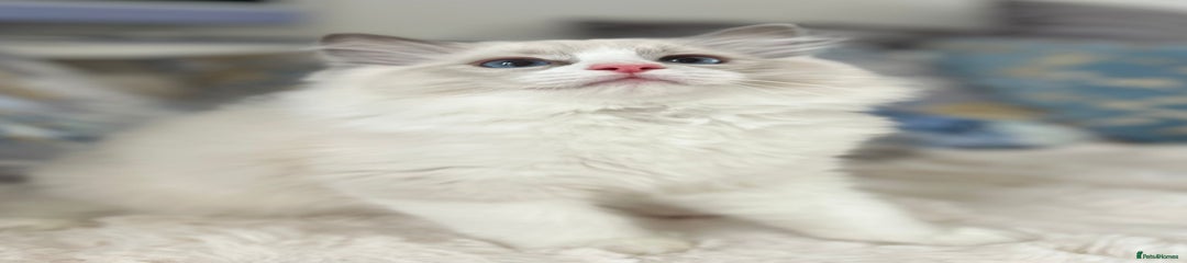 Ragdoll Kitten 1
