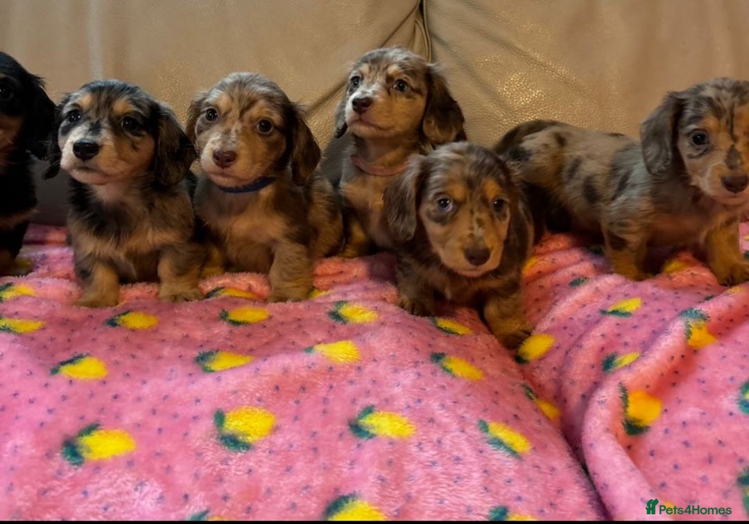 Dachshund dogs for sale: Dachshund long haired miniature - Image 24