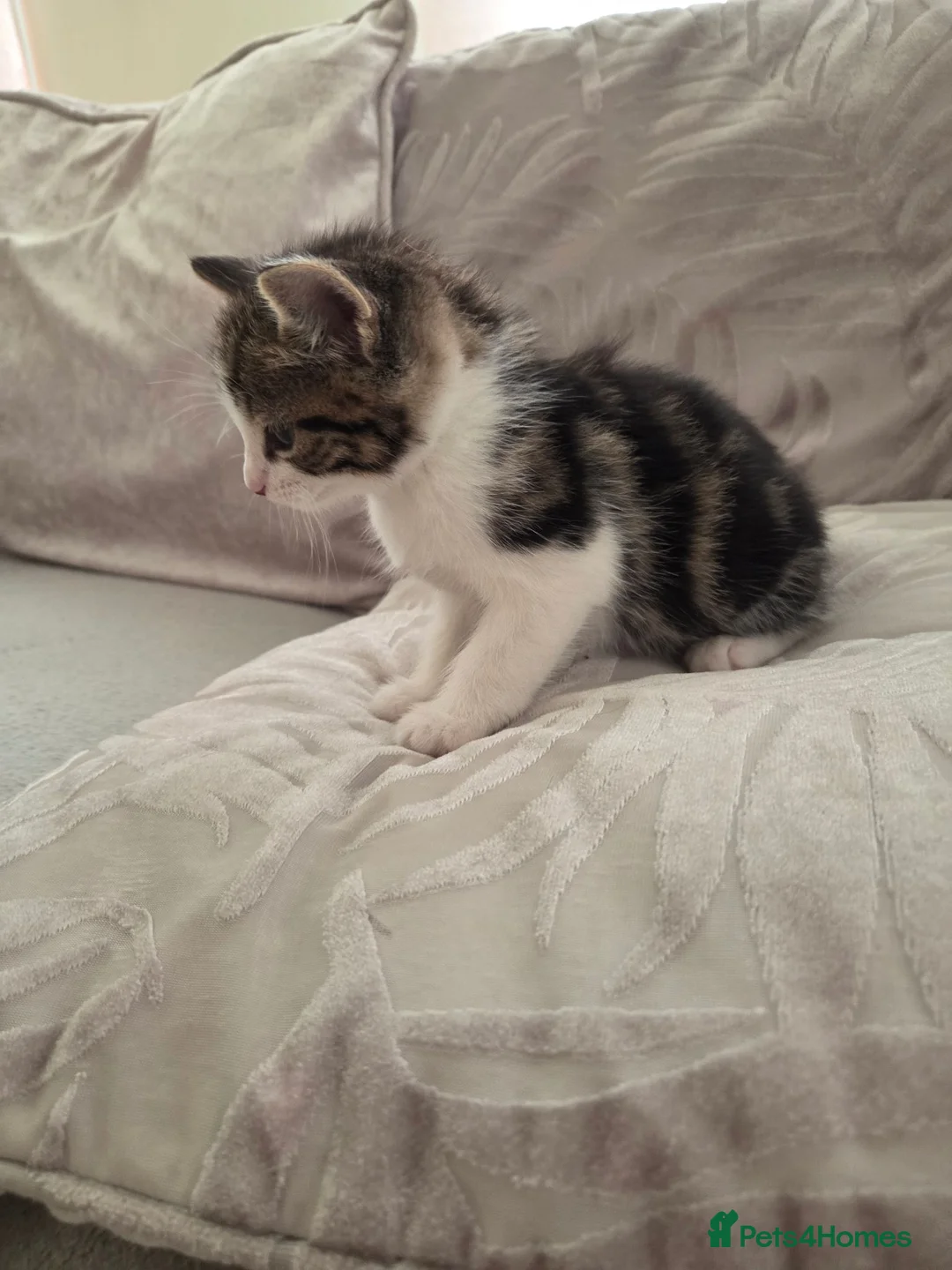 Mixed Breed cats for sale: 4 beautiful kittens for sale  in Cheltenham - Advert 2